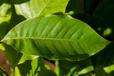 Magnolia hybr. 'Charles Coates' (m. tripretala x m. sieboldii) - šácholan - list léto